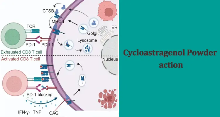 Cycloastragalus-alcohol-action52.gif