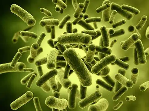 Live Bacteria Live Bacteria