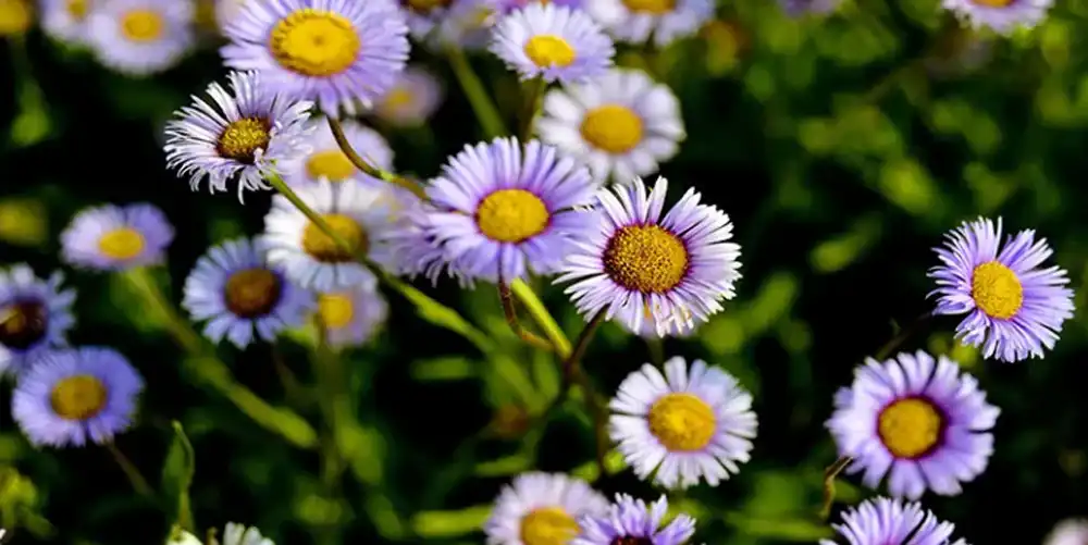 Erigeron-breviscapus-scutellarin Erigeron-breviscapus-scutellarin