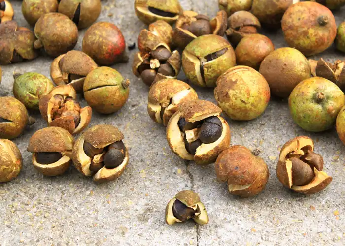 Camellia-Oleifera-Seed-extract-for-sale Camellia-Oleifera-Seed-extract-for-sale