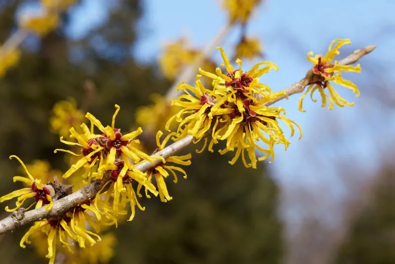 Benefits-of-Witch-Hazel-Leaf-Extract-for- Skin Benefits-of-Witch-Hazel-Leaf-Extract-for- Skin