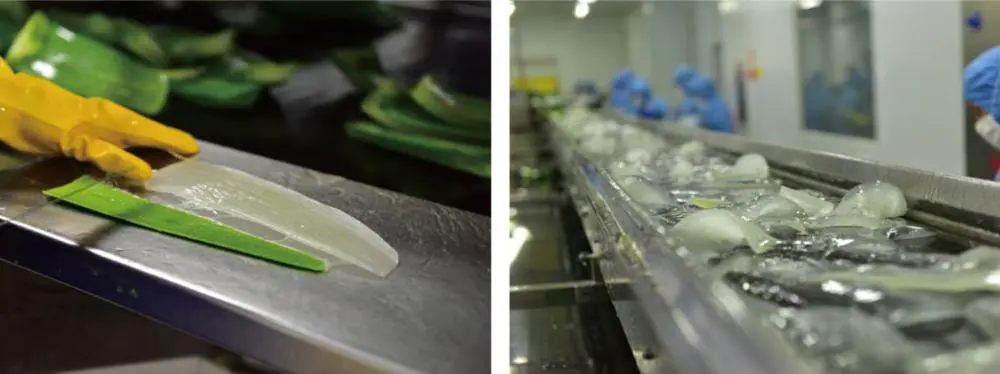 Aloe-Vera-Extract-quality-control-supplier Aloe-Vera-Extract-quality-control-supplier