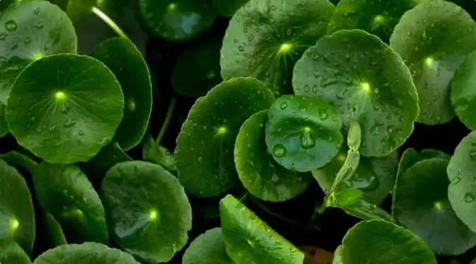 Centella-Asiatica-extract-supplier Centella-Asiatica-extract-supplier