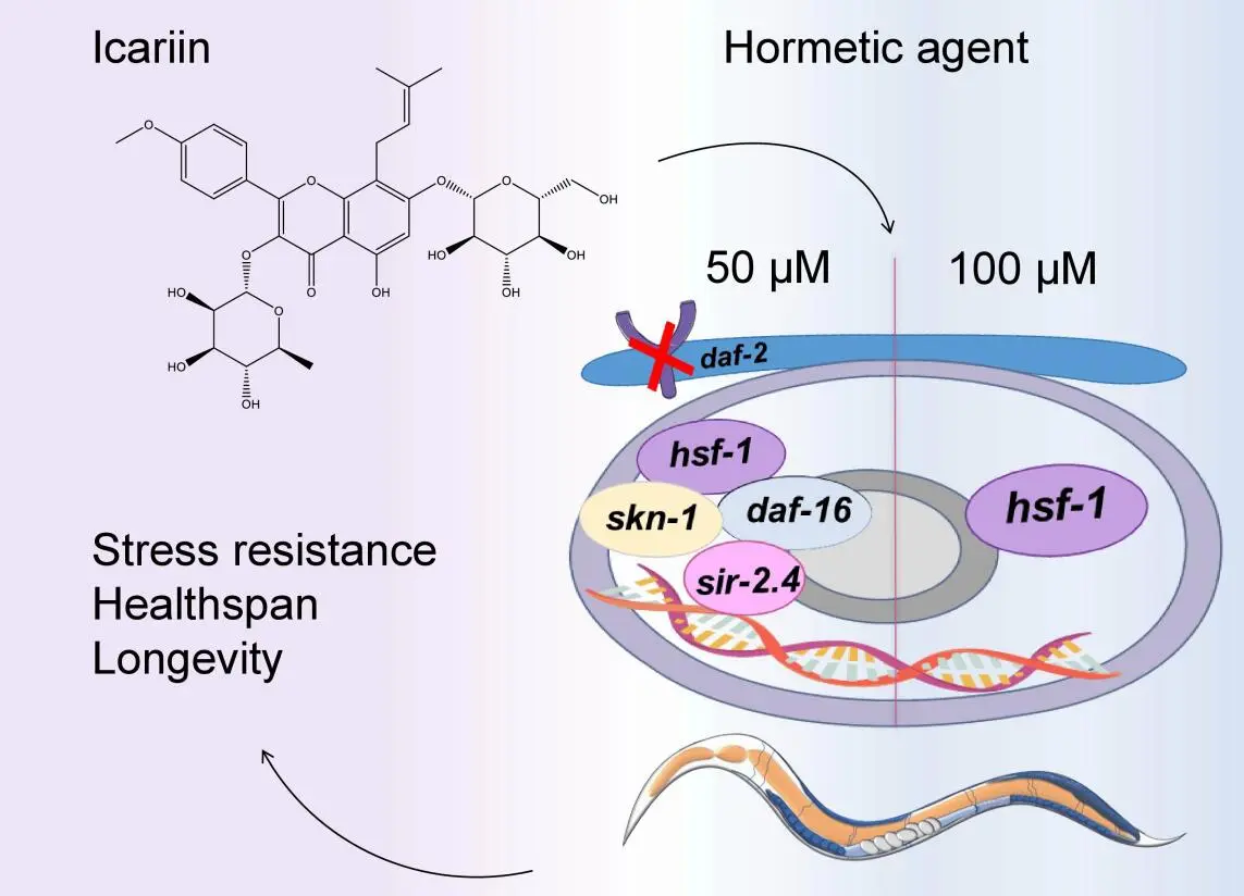epimedium-extract-98% epimedium-extract-98%
