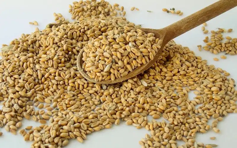 Spermine-supplier Spermine-supplier