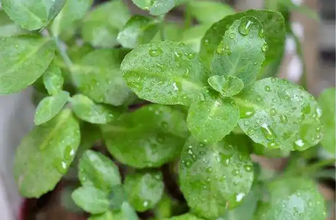 Lithocarpus-polystachyus Lithocarpus-polystachyus