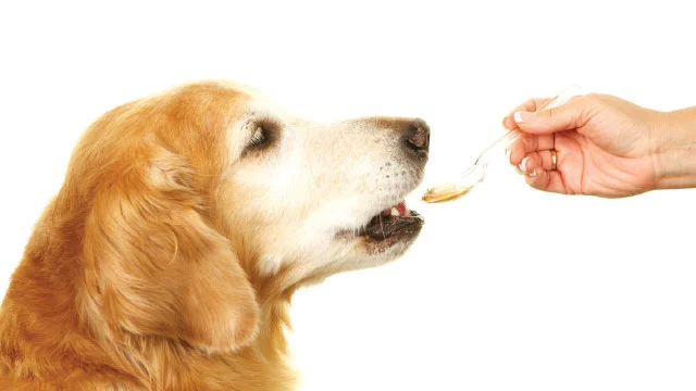 Nitenpyram-powder-for-dogs