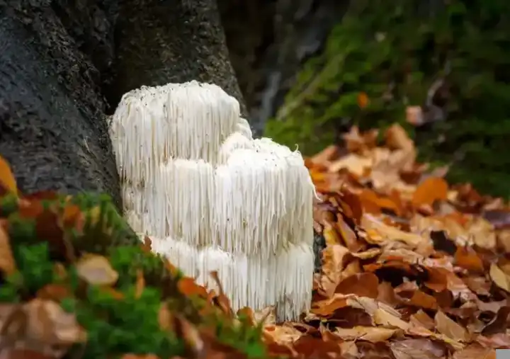 Ergothioneine-manufacturer-and-suplier Ergothioneine-manufacturer-and-suplier