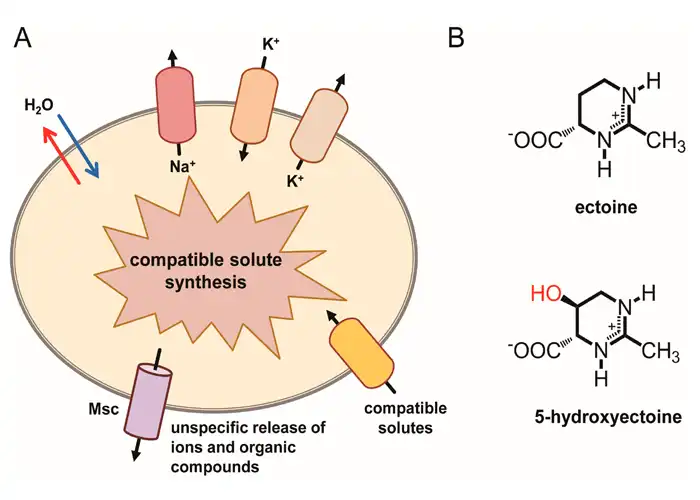 ectoine-powder-benefits-for-skin-manufacturer ectoine-powder-benefits-for-skin-manufacturer