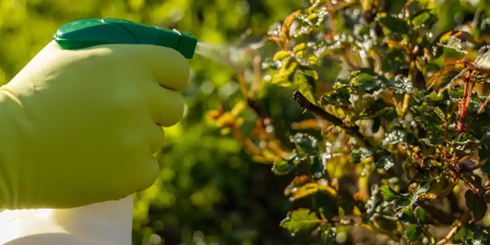 Pyrethrin-Insecticide Pyrethrin-Insecticide