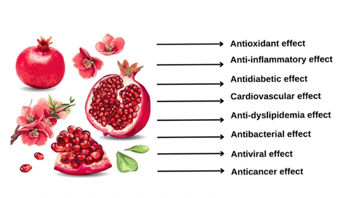 Pomegranate-Peel-Extract-powder-benefits