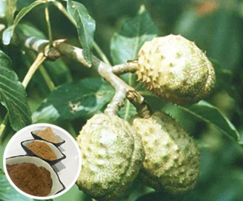 horse-chestnut-extract-powder-supplier