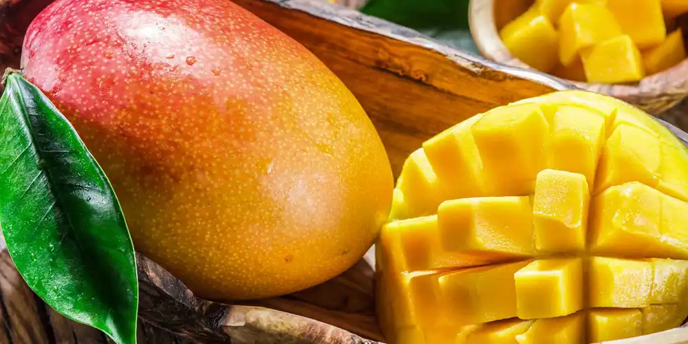 mangiferin-powder-95%