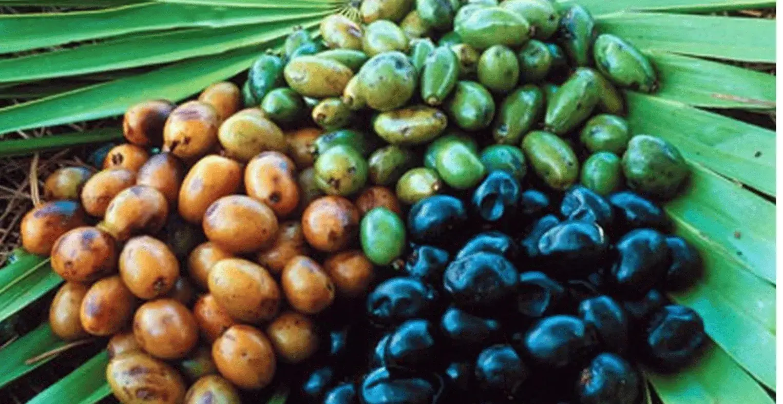Saw-Palmetto-berries-(Serenoa repens)-the-source-of-the-extract.