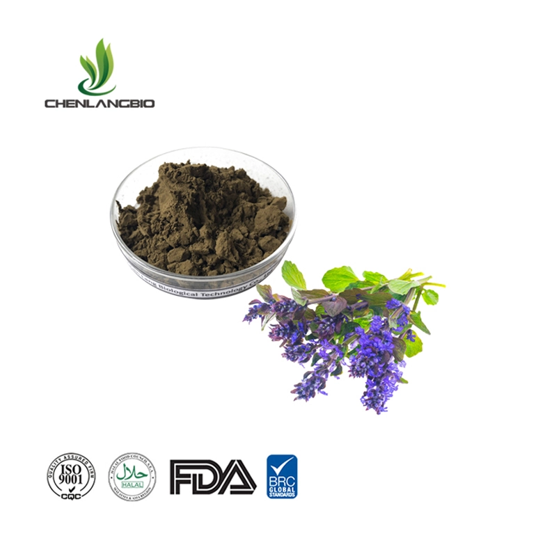 Ajuga-turkestanica-extract-powder Ajuga-turkestanica-extract-powder