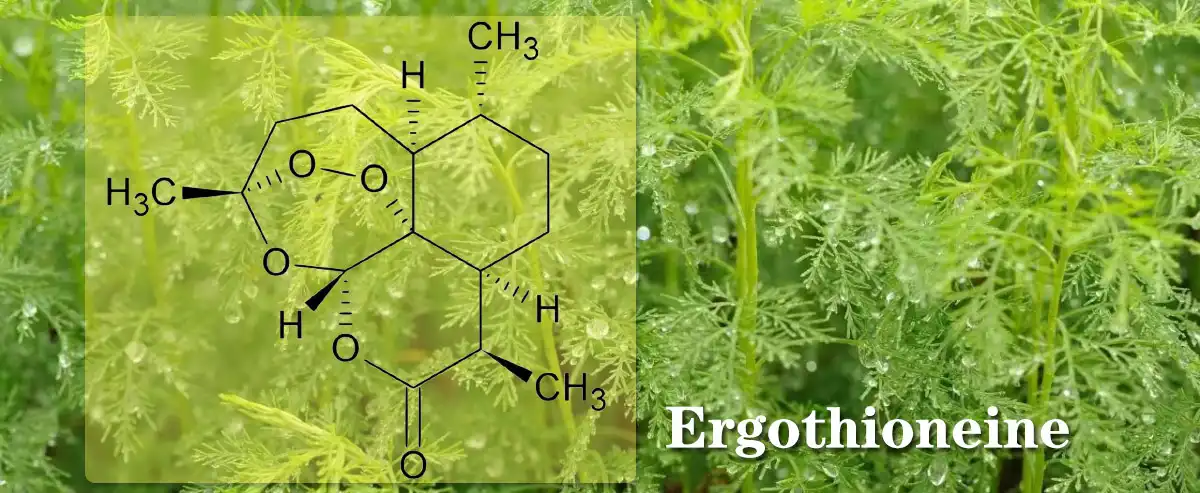 product-1-1 product-1-1