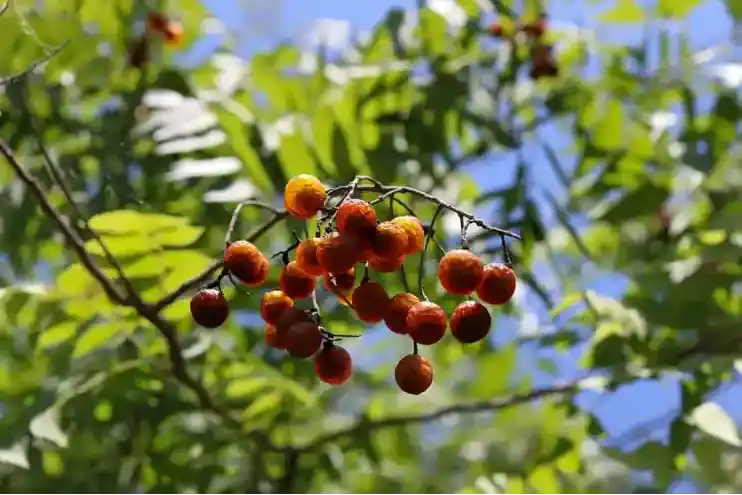 soapberry-soapnut-tree soapberry-soapnut-tree