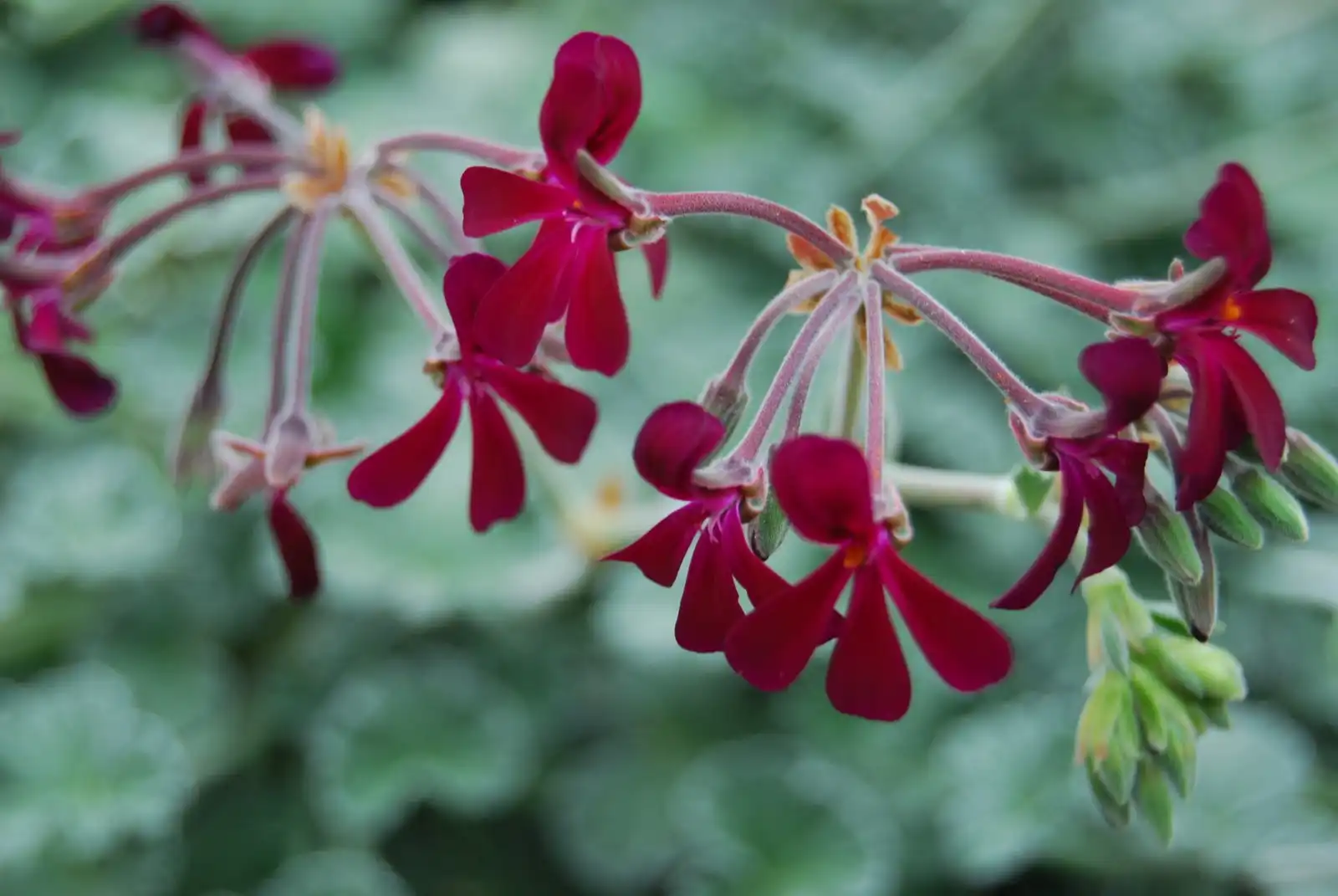 Pelargonium-sidoides-extract-powder