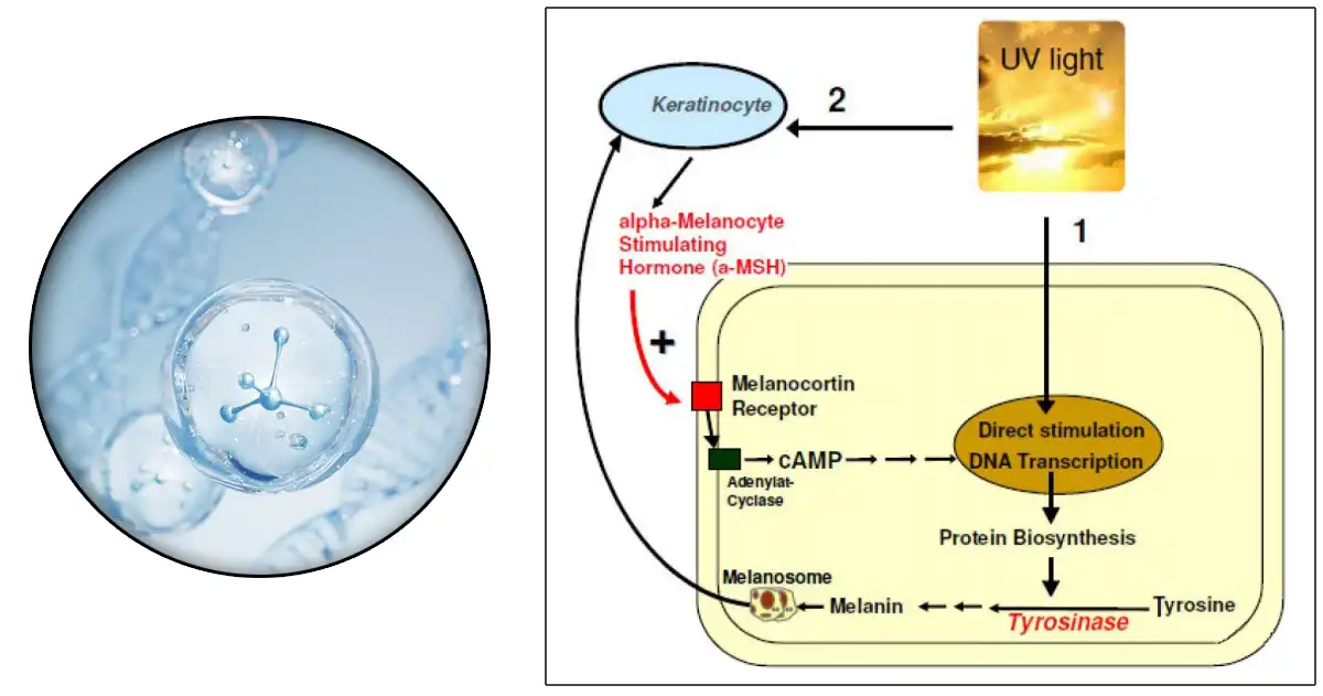 product-1-1 product-1-1