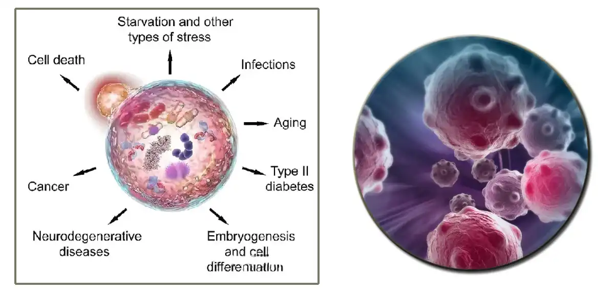product-1-1 product-1-1