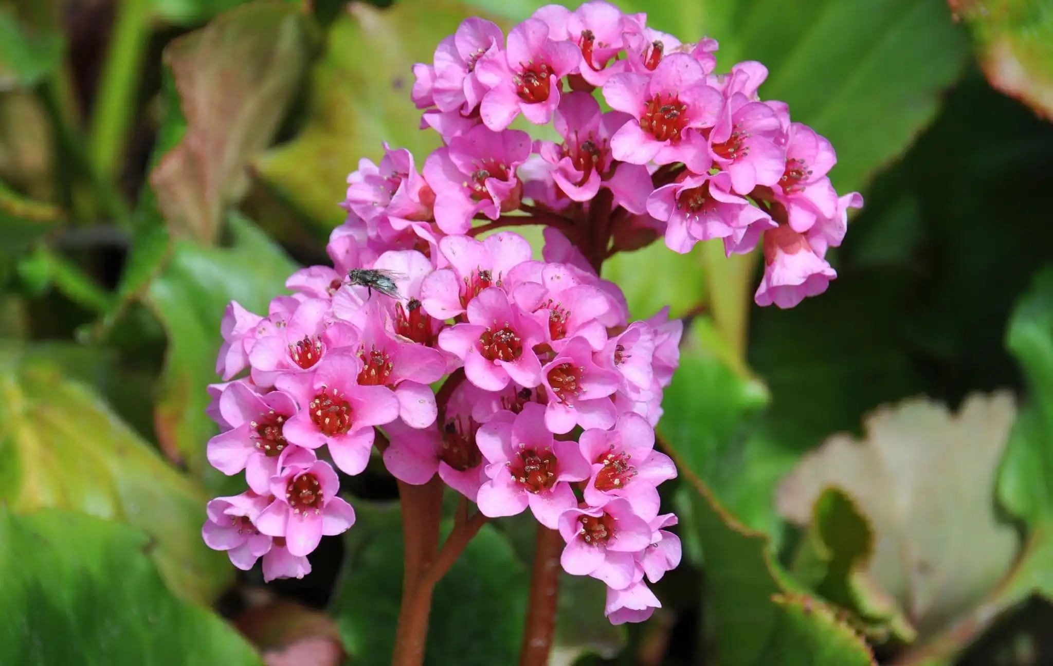 bergenia-extract bergenia-extract