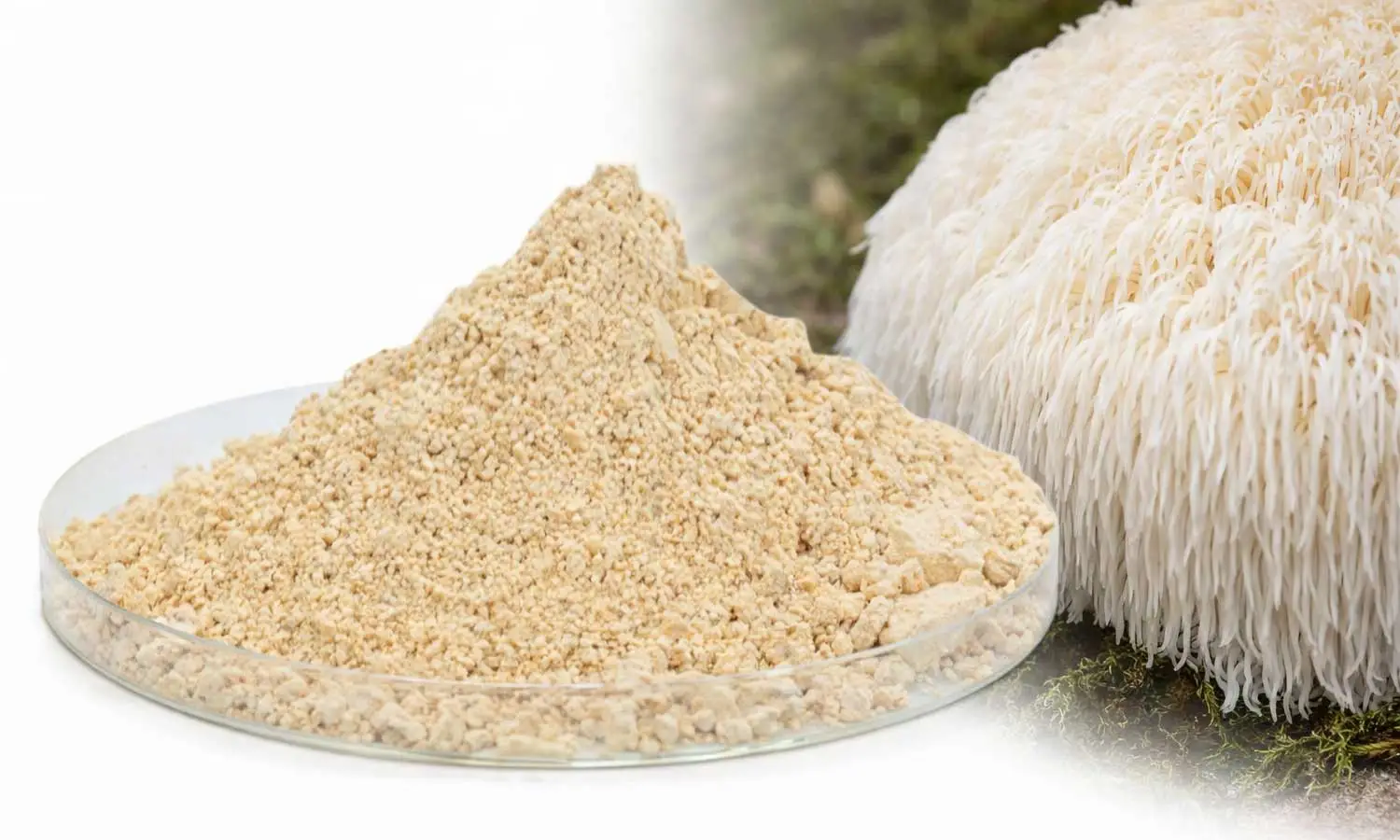 Lion’s-Mane-Mycelium-Powder-manufacturer Lion’s-Mane-Mycelium-Powder-manufacturer