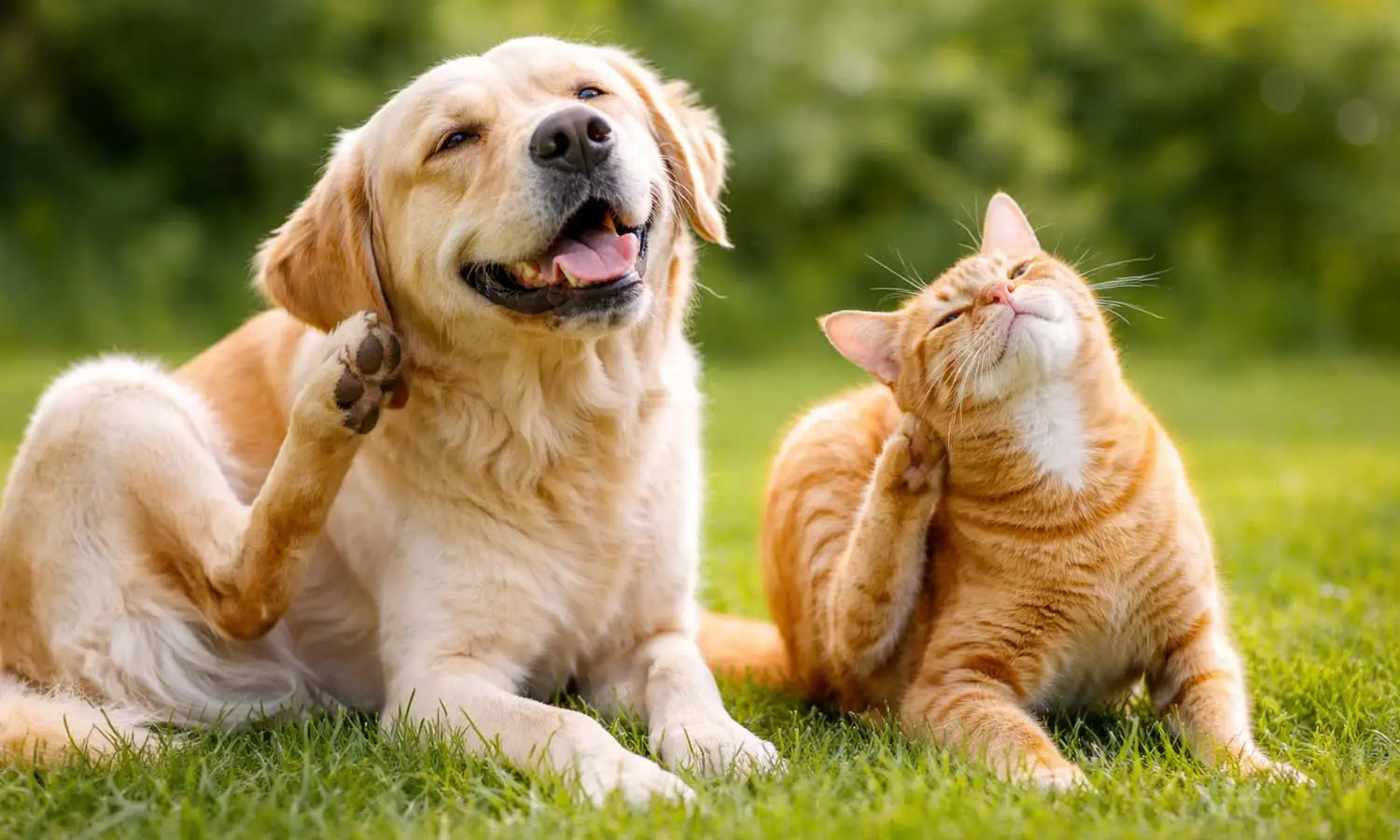 dog-scratching-flea-infestation-symptoms