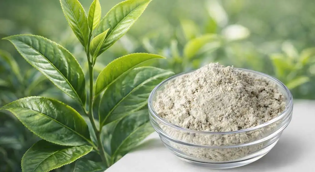 green-tea-extract-powder-EGCG