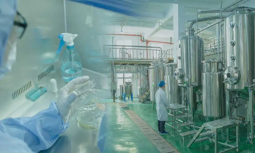 Pleurotus-Eryngii-Extract-Factory