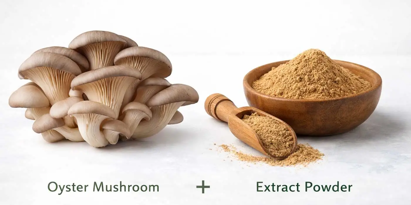 Pleurotus-Ostreatus-Extract-Manufacturer-supplier Pleurotus-Ostreatus-Extract-Manufacturer-supplier
