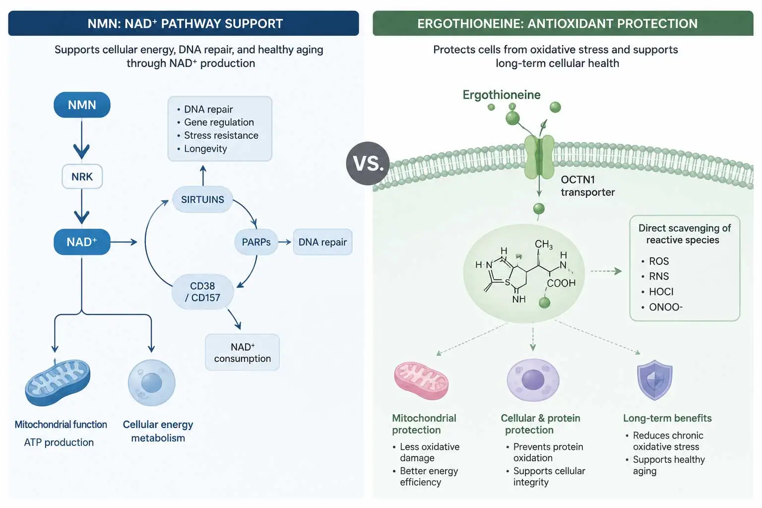 nmn-nad-pathway-vs-ergothioneine-antioxidant